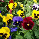 Виола, в ассортименте d10