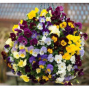 Виола, в ассортименте d10