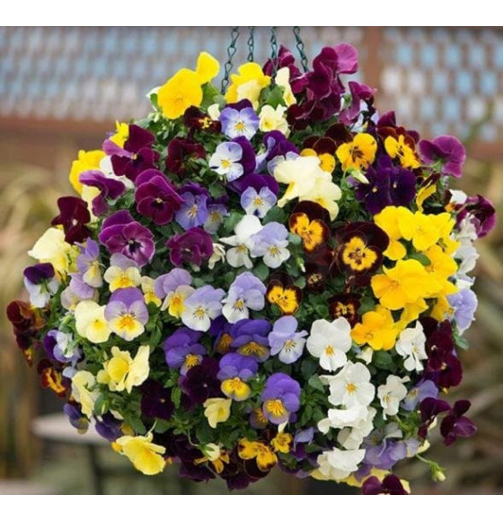 Виола, в ассортименте d10