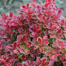 Барбарис тунберга Адмирейшн (Admiration) C2 0,40/0,60м (Огородик-центр ООО) 