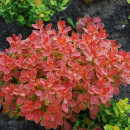 Барбарис тунберга Адмирейшн (Admiration) C2 0,40/0,60м (Огородик-центр ООО) 