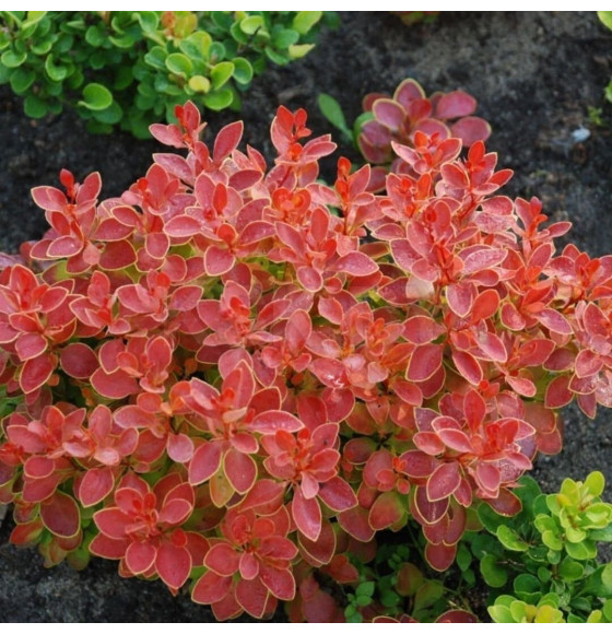 Барбарис тунберга Адмирейшн (Admiration) C2 0,40/0,60м (Огородик-центр ООО) 