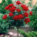 Роза штамбовая (в ассортименте)