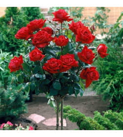 Роза штамбовая (в ассортименте)