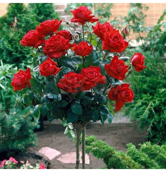 Роза штамбовая (в ассортименте)