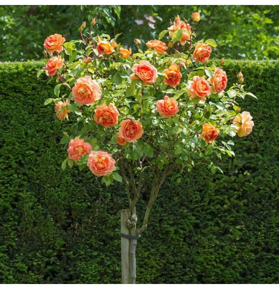 Роза штамбовая (в ассортименте)