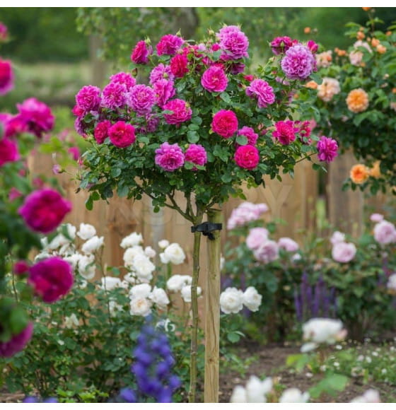 Роза штамбовая (в ассортименте)