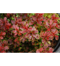 Барбарис тунберга Голден Ринг (Golden Ring) C3 0.3/0.4м