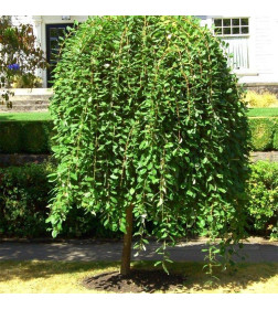 Ива козья (Salix caprea) C5 Ра120