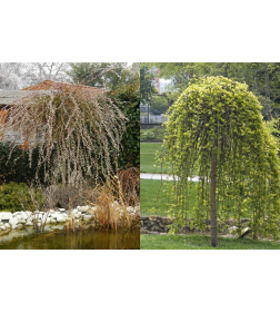 Ива козья (Salix caprea) C5 Ра120