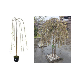 Ива козья (Salix caprea) C5 Ра120