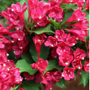 Вейгела Бристол (Bristol Ruby) C3, 50-70см (Огородик-центр ООО) 