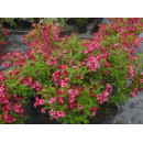 Вейгела Бристол (Bristol Ruby) C3, 50-70см (Огородик-центр ООО) 