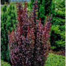 Барбарис тунберга Ред Пилар (Red Pillar)  C3 40/60см (ИП Иванович) 