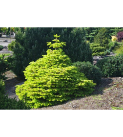 Пихта Нордмана (Nordmanniána) C3 0,30м
