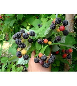 Саженец Ежемалина Кумберленг, однолетний, закрытый тип