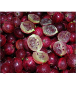 Саженец Крыжовник колючий Краснославянский, двухлетний, закрытый тип