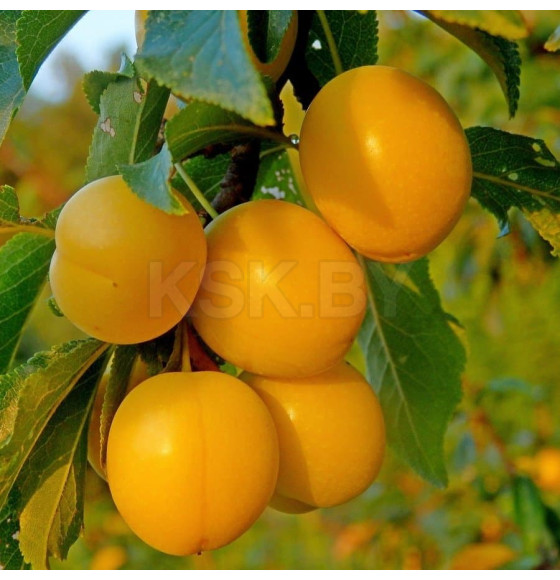 Саженец Слива Вашингтон, однолетний, открытый тип (3/4/1/Откр) 