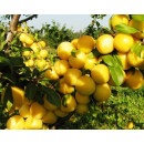 Саженец Слива Вашингтон, однолетний, открытый тип (3/4/1/Откр) 