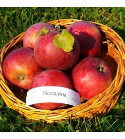 Саженец Яблоня Весялина, трехлетний, закрытый тип