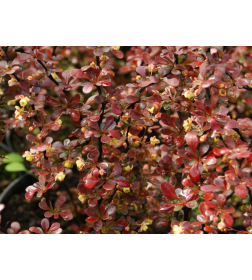 Барбарис тунберга Дартс Ред Леди (Dart's Red Lady)  C3 0.3/0.4м