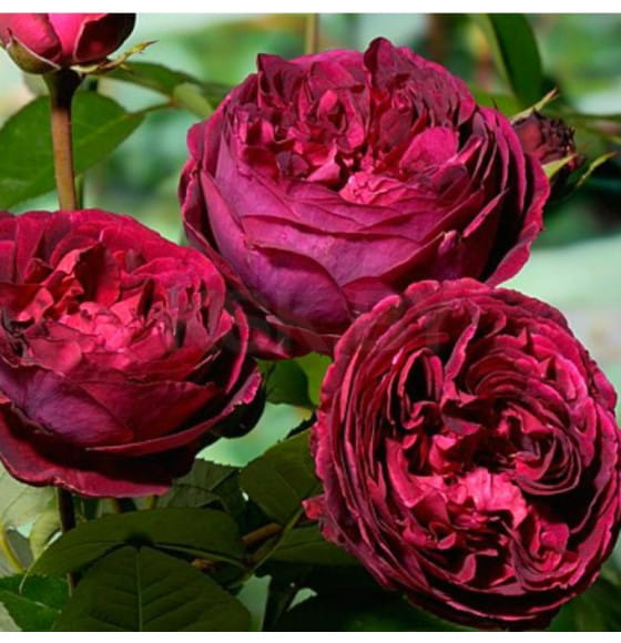 Роза английская Falstaff, C4  (Огородик-центр ООО) 