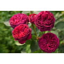 Роза английская Falstaff, C4  (Огородик-центр ООО) 