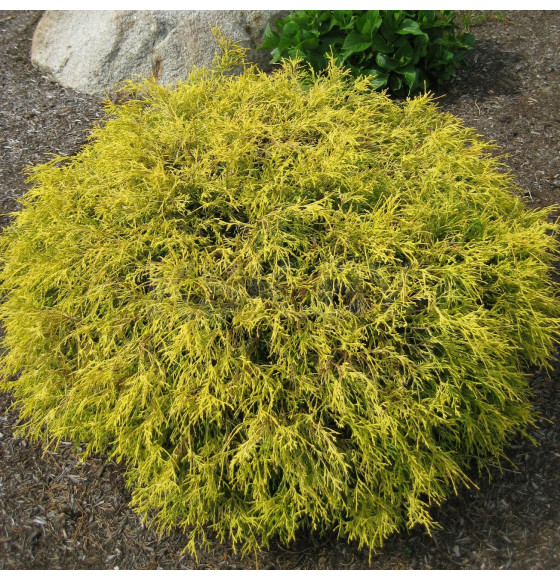 Кипарисовик Голден Моп (Golden Mop) C3 0,40/0,50м (Огородик-центр ООО) 