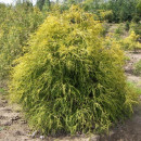 Кипарисовик Голден Моп (Golden Mop) C3 0,40/0,50м (Огородик-центр ООО) 