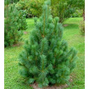 Сосна румелиийская (Pinus peuce) C3 0,15/0,20м (Огородик-центр) 