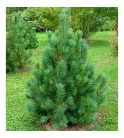 Сосна румелиийская (Pinus peuce) C3 0,15/0,20м