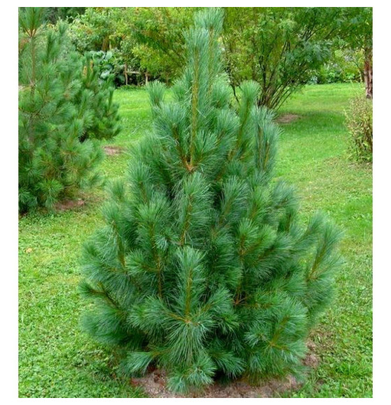 Сосна румелиийская (Pinus peuce) C3 0,15/0,20м (Огородик-центр) 