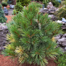 Сосна румелиийская (Pinus peuce) C3 0,15/0,20м (Огородик-центр) 