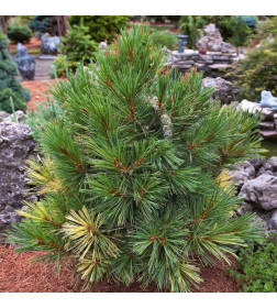 Сосна румелиийская (Pinus peuce) C3 0,15/0,20м