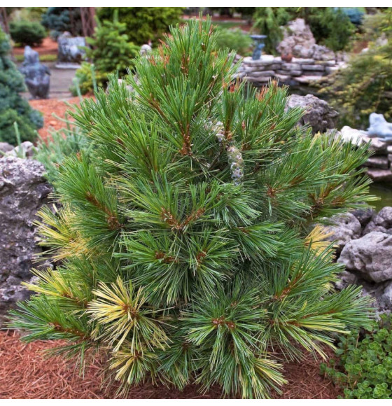 Сосна румелиийская (Pinus peuce) C3 0,15/0,20м (Огородик-центр) 