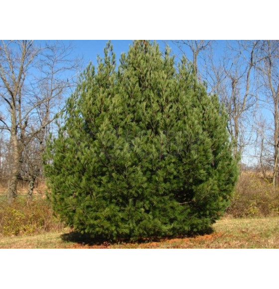 Сосна румелиийская (Pinus peuce) C3 0,15/0,20м (Огородик-центр) 