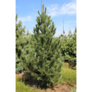 Сосна румелиийская (Pinus peuce) C3 0,15/0,20м (Огородик-центр) 