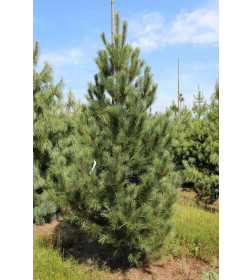 Сосна румелиийская (Pinus peuce) C3 0,15/0,20м