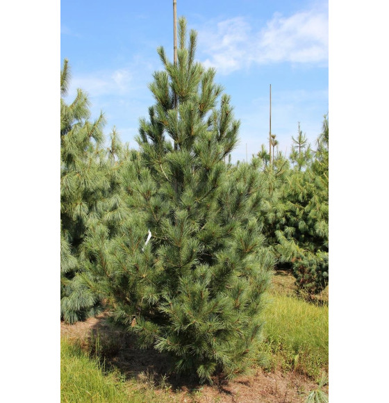 Сосна румелиийская (Pinus peuce) C3 0,15/0,20м (Огородик-центр) 