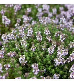 Чебрец (Thymus) C3 0,1/0,2м