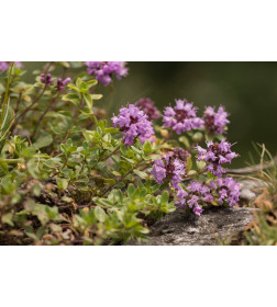 Чебрец (Thymus) C3 0,1/0,2м