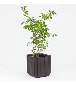 Напольный горшок "Wood Look Cube Planter L" (Куб Плэнтэр Л), коричневый