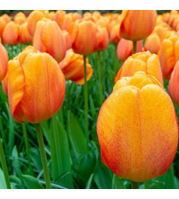 Тюльпаны Blushing Apeldoorn, 10 шт.
