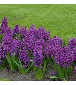 Гиацинты Purple Sensation, 3шт