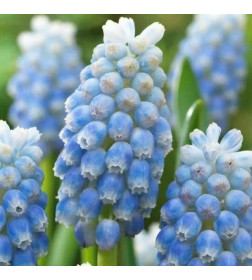 Мускари armeniacum Blue, 30шт