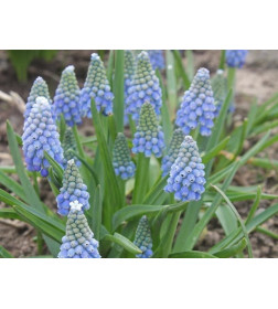 Мускари armeniacum Blue, 30шт