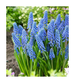 Мускари armeniacum Blue, 30шт