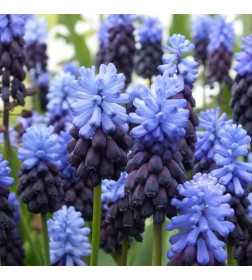 Мускари LATIFOLIUM (8 шт.) 