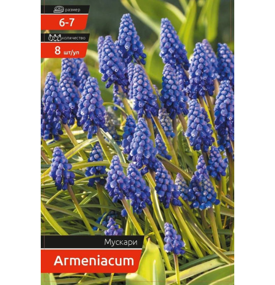 Мускари ARMENIACUM (8 шт.)