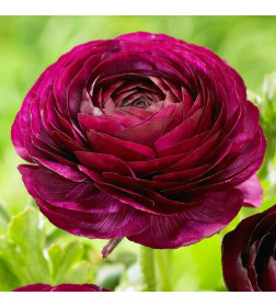 Ранункулус Purple Sensation, 12шт